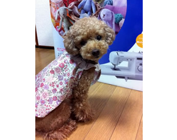 yuwaの生地で作ったシュシュワンピ♪