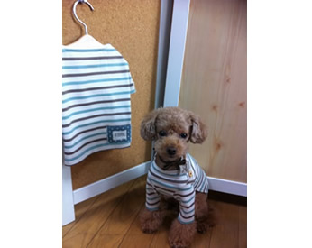 秋冬用に作った長袖ボーダーの犬服