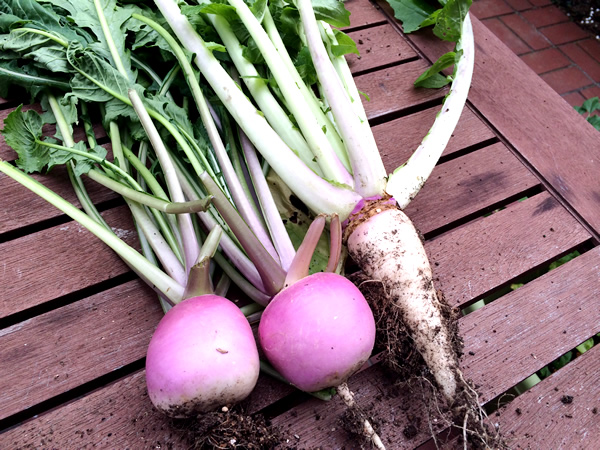 あやめ雪と大根