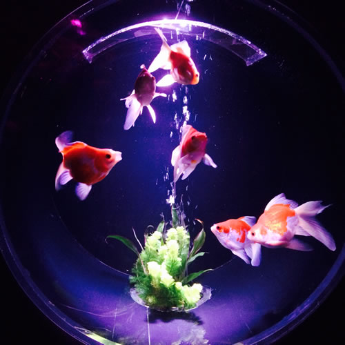 金魚-2.jpg